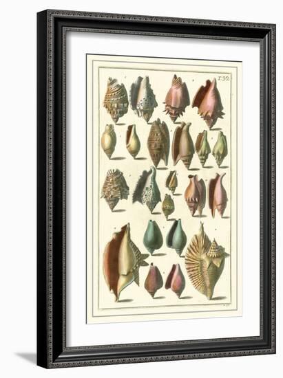 Seba Shell Collection III-Albertus Seba-Framed Art Print