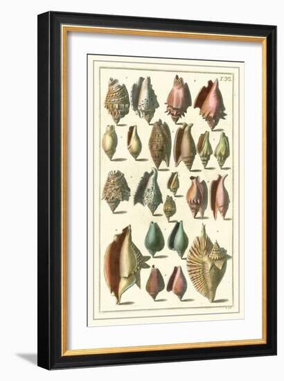 Seba Shell Collection III-Albertus Seba-Framed Art Print