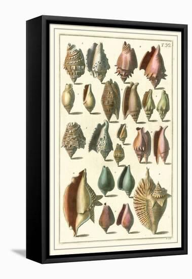 Seba Shell Collection III-Albertus Seba-Framed Stretched Canvas