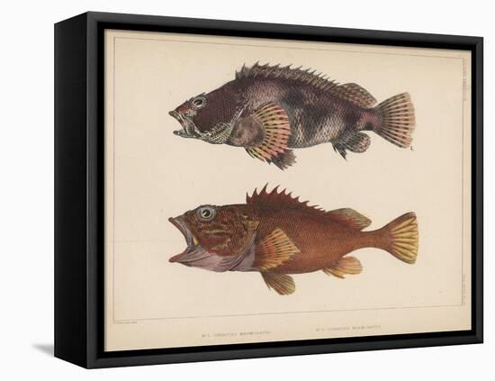 Sebastes Marmoratus, 1855-H. Patterson-Framed Premier Image Canvas