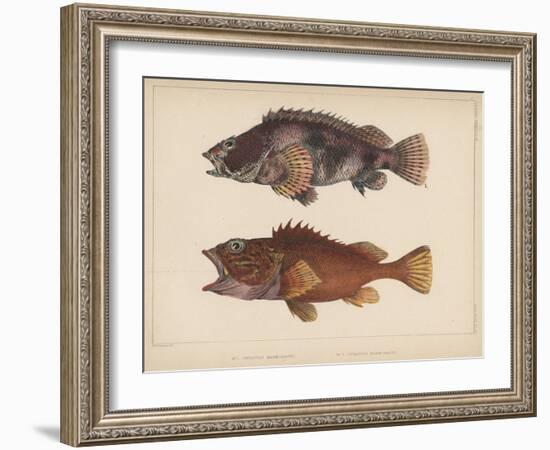 Sebastes Marmoratus, 1855-H. Patterson-Framed Giclee Print