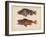 Sebastes Marmoratus, 1855-H. Patterson-Framed Giclee Print