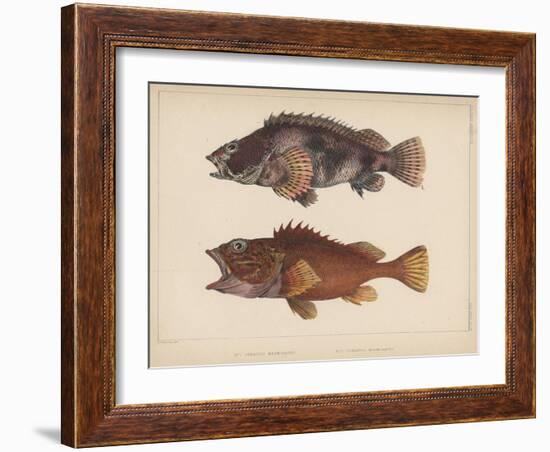 Sebastes Marmoratus, 1855-H. Patterson-Framed Giclee Print