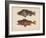 Sebastes Marmoratus, 1855-H. Patterson-Framed Giclee Print