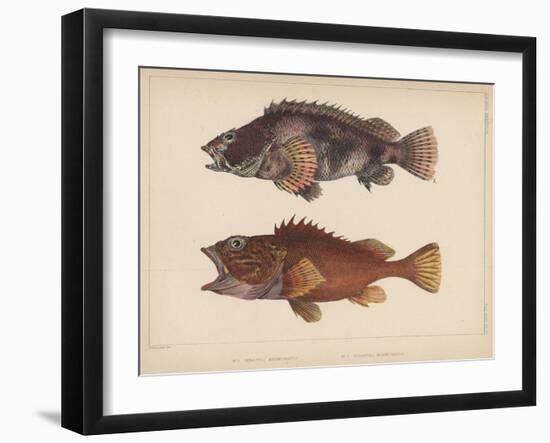 Sebastes Marmoratus, 1855-H. Patterson-Framed Giclee Print