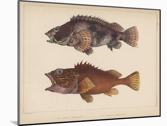 Sebastes Marmoratus, 1855-H. Patterson-Mounted Giclee Print