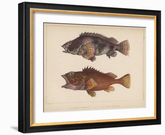 Sebastes Marmoratus, 1855-H. Patterson-Framed Giclee Print