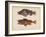 Sebastes Marmoratus, 1855-H. Patterson-Framed Giclee Print