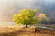 The Stable-Sebastian Prioteasa-Photographic Print