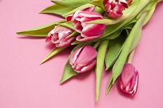 Bouquet, Tulips, Pink, Table-Sebastian Scheuerecker-Photographic Print