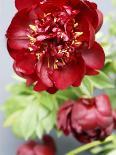 Red Peonies-Sebastian Vogt-Mounted Photographic Print