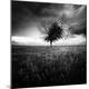 Photographic Print