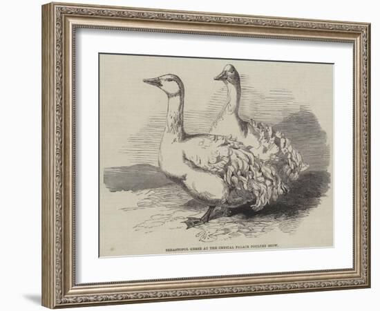 Sebastopol Geese at the Crystal Palace Poultry Show-Harrison William Weir-Framed Giclee Print