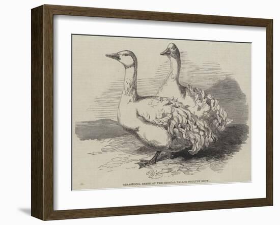 Sebastopol Geese at the Crystal Palace Poultry Show-Harrison William Weir-Framed Giclee Print