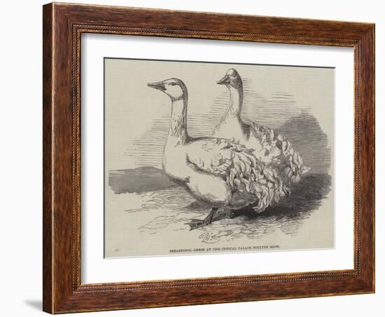 Sebastopol Geese at the Crystal Palace Poultry Show-Harrison William Weir-Framed Giclee Print