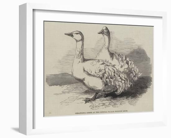 Sebastopol Geese at the Crystal Palace Poultry Show-Harrison William Weir-Framed Giclee Print