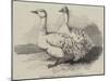 Sebastopol Geese at the Crystal Palace Poultry Show-Harrison William Weir-Mounted Giclee Print