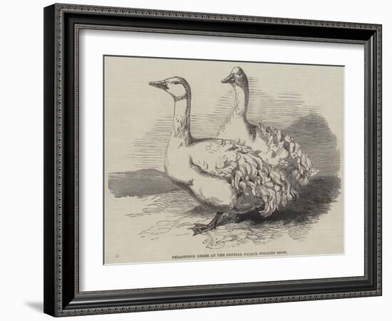 Sebastopol Geese at the Crystal Palace Poultry Show-Harrison William Weir-Framed Giclee Print