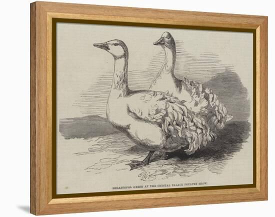 Sebastopol Geese at the Crystal Palace Poultry Show-Harrison William Weir-Framed Premier Image Canvas