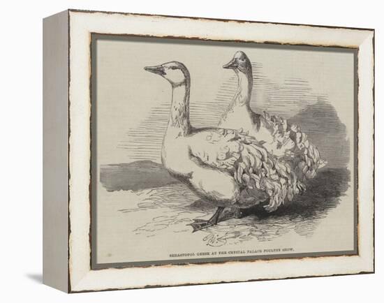 Sebastopol Geese at the Crystal Palace Poultry Show-Harrison William Weir-Framed Premier Image Canvas