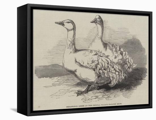 Sebastopol Geese at the Crystal Palace Poultry Show-Harrison William Weir-Framed Premier Image Canvas