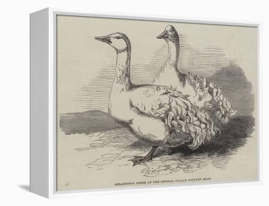 Sebastopol Geese at the Crystal Palace Poultry Show-Harrison William Weir-Framed Premier Image Canvas