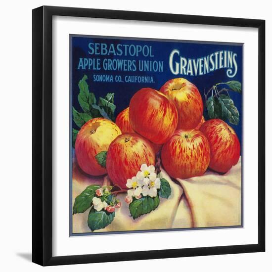 Sebastopol Gravensteins Apple Label - Sonoma, CA-Lantern Press-Framed Premium Giclee Print