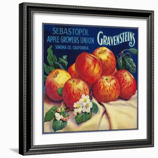 Sebastopol Gravensteins Apple Label - Sonoma, CA-Lantern Press-Framed Premium Giclee Print