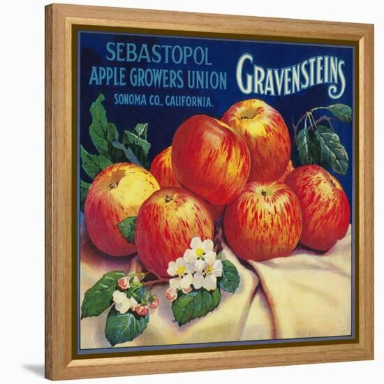 Sebastopol Gravensteins Apple Label - Sonoma, CA-Lantern Press-Framed Stretched Canvas