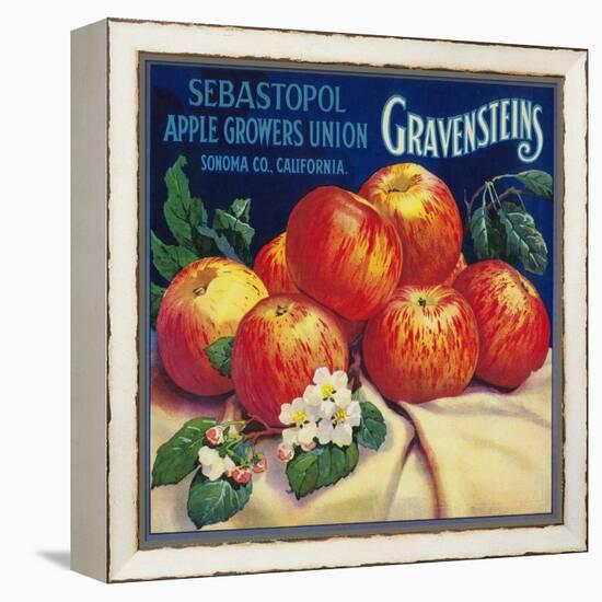 Sebastopol Gravensteins Apple Label - Sonoma, CA-Lantern Press-Framed Stretched Canvas