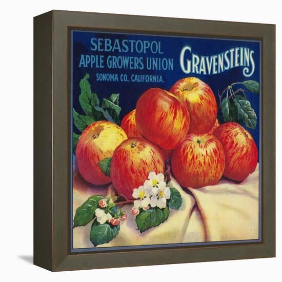 Sebastopol Gravensteins Apple Label - Sonoma, CA-Lantern Press-Framed Stretched Canvas