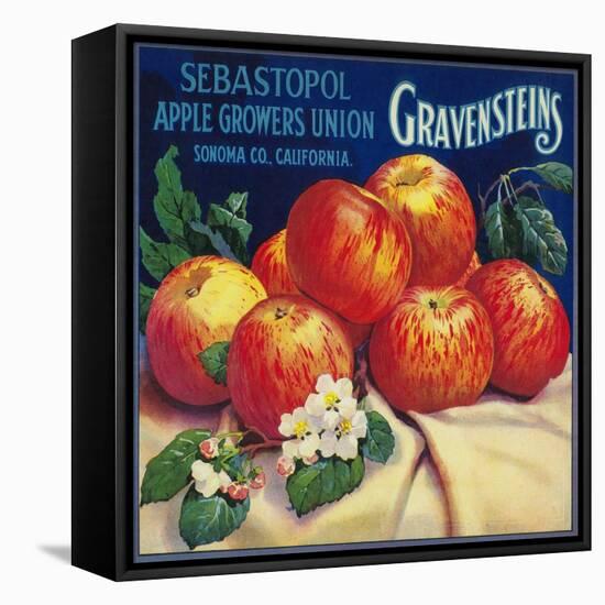 Sebastopol Gravensteins Apple Label - Sonoma, CA-Lantern Press-Framed Stretched Canvas