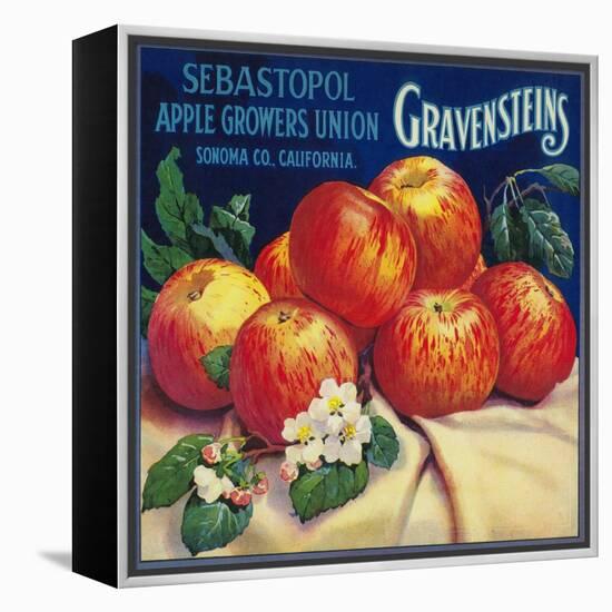 Sebastopol Gravensteins Apple Label - Sonoma, CA-Lantern Press-Framed Stretched Canvas