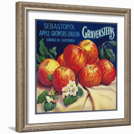 Sebastopol Gravensteins Apple Label - Sonoma, CA-Lantern Press-Framed Art Print