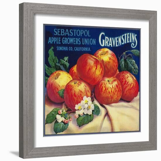 Sebastopol Gravensteins Apple Label - Sonoma, CA-Lantern Press-Framed Art Print