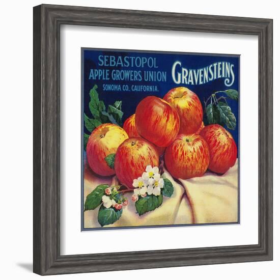 Sebastopol Gravensteins Apple Label - Sonoma, CA-Lantern Press-Framed Art Print