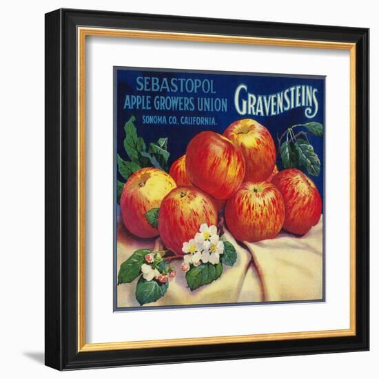 Sebastopol Gravensteins Apple Label - Sonoma, CA-Lantern Press-Framed Art Print