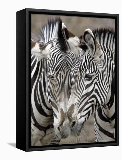 Sebras on Earth Day, Franklin Park Zoo, Boston, Massachussets-Michael Dwyer-Framed Premier Image Canvas