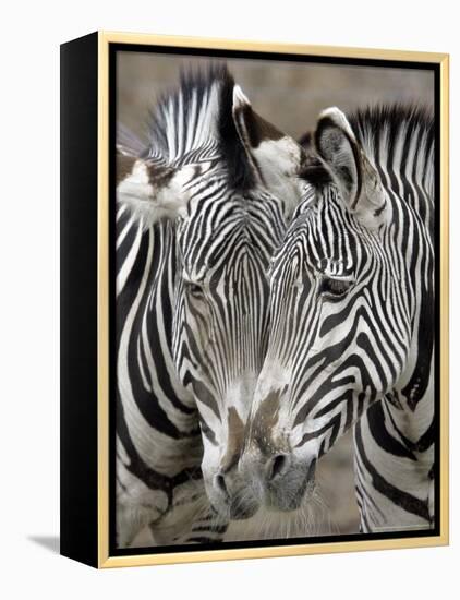 Sebras on Earth Day, Franklin Park Zoo, Boston, Massachussets-Michael Dwyer-Framed Premier Image Canvas