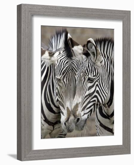 Sebras on Earth Day, Franklin Park Zoo, Boston, Massachussets-Michael Dwyer-Framed Photographic Print