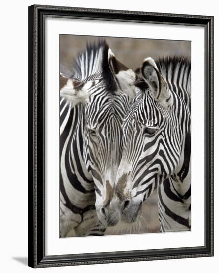 Sebras on Earth Day, Franklin Park Zoo, Boston, Massachussets-Michael Dwyer-Framed Photographic Print