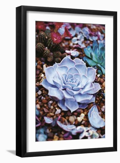 Sechuran Succulent - Grow-Ella Lancaster-Framed Giclee Print