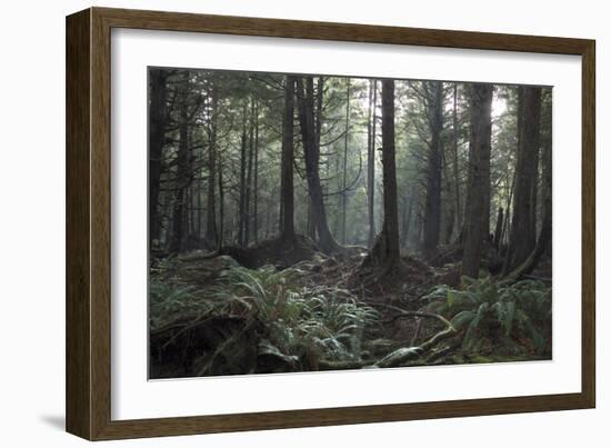 Second Beach Coastal Rain Forest, Olympic National Park, Washington, Usa-Natalie Tepper-Framed Photographic Print