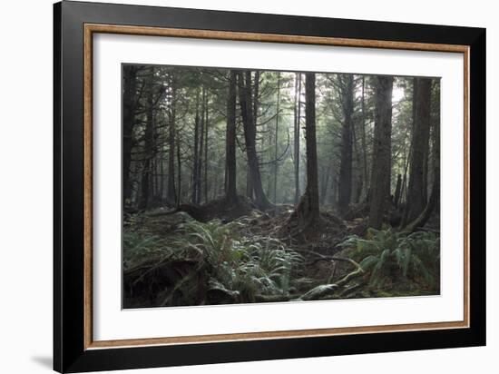 Second Beach Coastal Rain Forest, Olympic National Park, Washington, Usa-Natalie Tepper-Framed Photographic Print