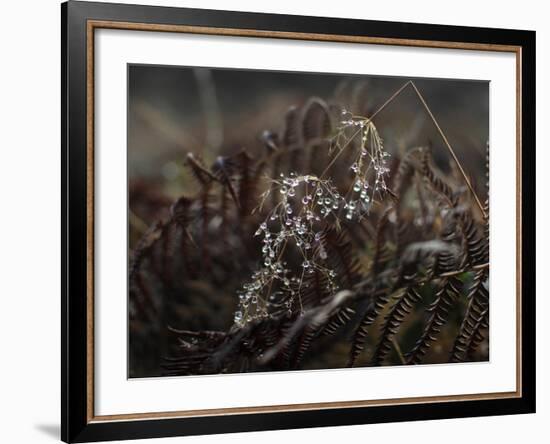 Secret 2-Design Fabrikken-Framed Photographic Print