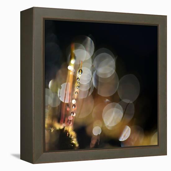 Secret Garden-Ursula Abresch-Framed Premier Image Canvas