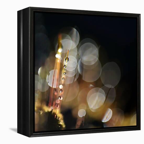 Secret Garden-Ursula Abresch-Framed Premier Image Canvas