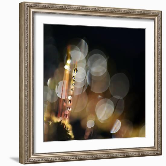 Secret Garden-Ursula Abresch-Framed Photographic Print