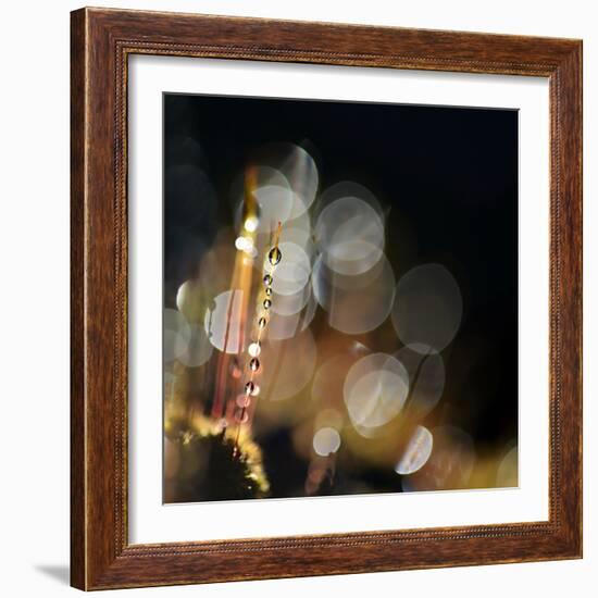 Secret Garden-Ursula Abresch-Framed Photographic Print