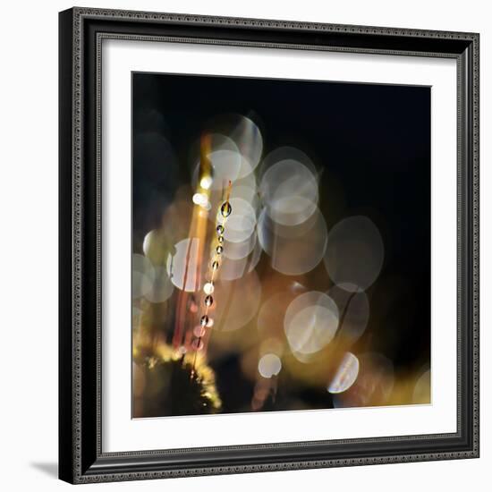 Secret Garden-Ursula Abresch-Framed Photographic Print